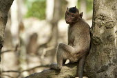 Macaque sitting on a branch Christy White Macaque,Monkey,primate,mammals,mammal,monkeys,macaques,Cercopithecidae,Vietnam,baby,young,cute,Old World Monkeys,Mammalia,Mammals,Primates,Chordates,Chordata,Macaca,Arboreal,Omnivorous,North America,Asia,Grassland,Least Concern,Urban,Terrestrial,Tropical,Semi-desert,Mountains,Temperate,mulatta,Agricultural,Snow and ice,Appendix II,Animalia,IUCN Red List,Save Vietnam's Wildlife,Pangolins,Can Gio Biosphere Nature Reserve,Ho Chi Minh City