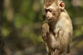 Young macaque looking down Macaque,Monkey,primate,mammals,mammal,monkeys,macaques,Cercopithecidae,Vietnam,baby,young,cute,Old World Monkeys,Mammalia,Mammals,Primates,Chordates,Chordata,Macaca,Arboreal,Omnivorous,North America,A