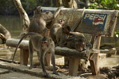 Monkeys being monkeys Ho Chi Minh City,Macaque,Monkey,primate,urban,urban wildlife,city,mammals,mammal,monkeys,macaques,Cercopithecidae,Old World Monkeys,Mammalia,Mammals,Primates,Chordates,Chordata,Macaca,Arboreal,Omnivor