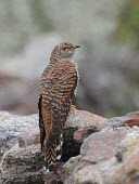Hepatic common cuckoo wild,bird,nature,birds,natural,wildlife,birding,aves,female,hepatic,brown,perching,perched,Cuckoos, Roadrunners, Anis,Cuculidae,Cuculiformes,Cuckoos and Ani,Aves,Birds,Chordates,Chordata,Mountains,Fly