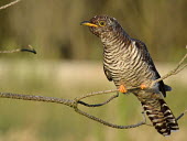 Hepatic common cuckoo wild,bird,nature,birds,natural,wildlife,birding,aves,female,hepatic,brown,perching,perched,Cuckoos, Roadrunners, Anis,Cuculidae,Cuculiformes,Cuckoos and Ani,Aves,Birds,Chordates,Chordata,Mountains,Fly