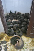 Rescue of 43 Sunda pangolins from Yen Thuy District, Hoa Binh province on May 9, 2015 Save Vietnam's Wildlife Sunda pangolin,Sunda pangolins,pangolin,pangolins,Animalia,Chordata,Mammalia,Pholidota,Manidae,Manis,javanica,Malayan pangolin,pangolin javanais,pangolin malais,pangoln malayo,rescue,rescued,wildlife,confiscated,ranger,rangers,station,police,illegal,crime,trade,wildlife trade,IUCN Redlist,Critically Endangered,endangered,threatened,rare,Pangolins,Mammals,Chordates,Appendix II,Endangered,Agricultural,Temperate,Asia,Tropical,Terrestrial,Carnivorous,IUCN Red List