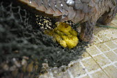 Rescued pangolins defecating corn as they had been fed with corn powder for weight increase Sunda pangolin,Sunda pangolins,pangolin,pangolins,Animalia,Chordata,Mammalia,Pholidota,Manidae,Manis,javanica,Malayan pangolin,pangolin javanais,pangolin malais,pangolín malayo,rescue,rescued,wildlif