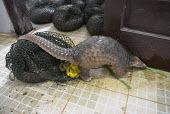 Rescued pangolins defecating corn as they had been fed with corn powder for weight increase Sunda pangolin,Sunda pangolins,pangolin,pangolins,Animalia,Chordata,Mammalia,Pholidota,Manidae,Manis,javanica,Malayan pangolin,pangolin javanais,pangolin malais,pangolín malayo,rescue,rescued,wildlif