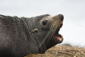New Zealand fur seal New Zealand fur seal,fur seal,fur seals,eared seal,eared seals,nature,wildlife,animal,cape palliser,fauna,new zealand,teeth,mouth,open,whiskers,Carnivora,cornivore,carnivores,Otariidae,Eared Seals,Cho
