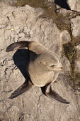 New Zealand fur seal New Zealand fur seal,fur seal,fur seals,eared seal,eared seals,nature,wildlife,animal,cape palliser,fauna,new zealand,Carnivora,cornivore,carnivores,looking down,on rock,rocky,shore,brown,grey,Otariid