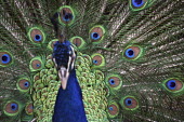 Peacock peacock,nature,animal,detail,fauna,bird,birds,adult,male,peafowl,shallow focus,feathers,eyes,stiking,colour,color,display,tail,tail feathers,Captive,Chordates,Chordata,Phasianidae,Grouse, Partridges,