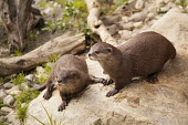 Small clawed otters in a zoo nature,animal,fauna,New Zealand,otter,otters,small clawed otter,Wellington,zoo,captive,mammal,mammals,carnivore,carnivores,Carnivora,Mustelidae,mustelid,Lutrinae,Animalia,shallow focus,two,pair,rock,C