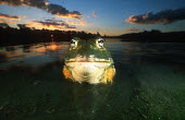 Giant bullfrog Africa,Amphibians,frogs,sunset,night,pool,pond,habitat,Animalia,Chordata,Amphibia,Anura,Pyxicephalidae,African bullfrog,bullfrog,bullfrogs,Amphibians fish