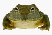 Giant bullfrog Africa,Amphibians,frogs,studio,white background,portrait,Animalia,Chordata,Amphibia,Anura,Pyxicephalidae,African bullfrog,bullfrog,bullfrogs,Amphibians fish