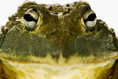 Giant bullfrog Africa,Amphibians,frogs,studio,white background,portrait,close-up,close up,eye,Animalia,Chordata,Amphibia,Anura,Pyxicephalidae,African bullfrog,bullfrog,bullfrogs,Amphibians fish