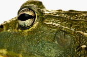 Giant bullfrog Africa,Amphibians,frogs,studio,white background,portrait,close-up,close up,eye,tympanum,ear,Animalia,Chordata,Amphibia,Anura,Pyxicephalidae,African bullfrog,bullfrog,bullfrogs,Amphibians fish