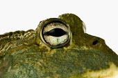 Giant bullfrog Africa,Amphibians,frogs,studio,white background,portrait,close-up,close up,Animalia,Chordata,Amphibia,Anura,Pyxicephalidae,African bullfrog,bullfrog,bullfrogs,Amphibians fish
