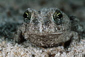 Cape sand frog can burrow into and hide in sand. Africa,Amphibians,frogs,buried,sand,sandy,hiding,camouflage,eyes,close-up,close up,Animalia,Chordata,Amphibia,Anura,Pyxicephalidae,Delalande's sand frog,Amphibians fish