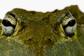 Giant bullfrog Africa,Amphibians,frogs,studio,white background,portrait,close-up,close up,eye,eyes,Animalia,Chordata,Amphibia,Anura,Pyxicephalidae,African bullfrog,bullfrog,bullfrogs,Amphibians fish
