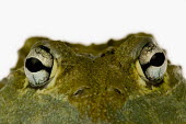 Giant bullfrog Africa,Amphibians,frogs,studio,white background,portrait,close-up,close up,eye,eyes,Animalia,Chordata,Amphibia,Anura,Pyxicephalidae,African bullfrog,bullfrog,bullfrogs,Amphibians fish