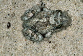 Cape sand frog can burrow into and hide in sand. Africa,Amphibians,frogs,buried,sand,sandy,hiding,camouflage,Animalia,Chordata,Amphibia,Anura,Pyxicephalidae,Delalande's sand frog,Amphibians fish