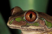 Forest tree frog Africa,Amphibians,frogs,Animalia,Chordata,Amphibia,Anura,Arthroleptidae,close-up,close up,eye,pattern,camouflage,Amphibians fish