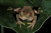 Forest tree frog Africa,Amphibians,frogs,Animalia,Chordata,Amphibia,Anura,Arthroleptidae,eyes,pattern,camouflage,Amphibians fish
