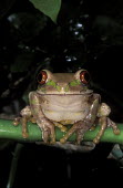 Forest tree frog Africa,Amphibians,frogs,Animalia,Chordata,Amphibia,Anura,Arthroleptidae,pattern,camouflage,Amphibians fish