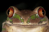 Forest tree frog Africa,Amphibians,frogs,Animalia,Chordata,Amphibia,Anura,Arthroleptidae,close-up,close up,eyes,pattern,camouflage,Amphibians fish