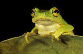 Reed frog Africa,Amphibians,frogs,Animalia,Chordata,Amphibia,Anura,night,dark background,green,Amphibians fish,Frogs and Toads,Chordates,Hyperoliidae,African Reed Frogs,Hyperolius,Streams and rivers,South Ameri