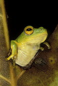 Reed frog Africa,Amphibians,frogs,Animalia,Chordata,Amphibia,Anura,night,dark background,green,Amphibians fish,Frogs and Toads,Chordates,Hyperoliidae,African Reed Frogs,Hyperolius,Streams and rivers,South Ameri