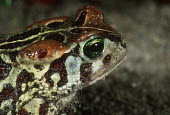 Western leopard toad Africa,Amphibians,toads,Bufo pantherinus,close up,close-up,Amietophrynus pantherinus,Amphibians fish,Bufonidae,Toads,Anura,Frogs and Toads,Chordates,Chordata,Amphibia,Aquatic,Streams and rivers,Scrub,