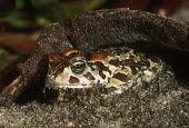 Western leopard toad Africa,Amphibians,toads,Bufo pantherinus,close up,close-up,burrow,Amietophrynus pantherinus,Amphibians fish,Bufonidae,Toads,Anura,Frogs and Toads,Chordates,Chordata,Amphibia,Aquatic,Streams and rivers