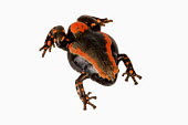 Banded rubber frog Africa,Amphibians,frogs,Animalia,Chordata,Amphibia,Anura,Microhylidae,Phrynomantis bifasciatus,Phrynomerus bifasciatus,studio,white background,defence,behaviour,warning,coloration,bright,red,Amphibian