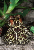 Western leopard toad Africa,Amphibians,toads,Bufo pantherinus,close up,close-up,rear,back,Amietophrynus pantherinus,Amphibians fish,Bufonidae,Toads,Anura,Frogs and Toads,Chordates,Chordata,Amphibia,Aquatic,Streams and riv