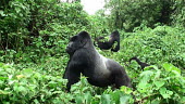 Mountain gorillas Gorilla beringei beringei,mountain gorilla,Chordata,Mammalia,mammals,mammal,Primates,primate,Hominidae,hominid,ape,apes,great ape,great apes,adults,adult,undergrowth,plants,Chordates,Mammals,Hominids,