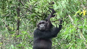 Chimpanzee Ian Redmond Pan troglodytes,chimpanzee,Chordata,Mammalia,mammals,mammal,Primates,primate,Hominidae,hominid,forest,habitat,face,leaves,ape,apes,great ape,great apes,chimp,Hominids,Chordates,Mammals,Endangered,Africa,Animalia,Tropical,Appendix I,Arboreal,Pan,Terrestrial,Omnivorous,troglodytes,IUCN Red List