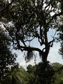 Habitat tree,rainforest,habitat,vines,shade,shady,lianas,sky