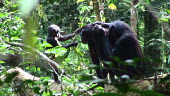 Bonobo family Pan paniscus,bonobo,Chordata,Mammalia,mammals,mammal,Primates,primate,Hominidae,hominid,pygmy chimpanzee,lowland,rainforest,habitat,adult,young,family,ape,apes,great ape,great apes,baby,Chordates,Homi