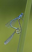 Azure Damselfly - Coenagrion puella Azure Damselfly,Coenagrion puella,dragonfly,wings,blue,metallic,shiny,ponds,rivers,streams,hunt,hunter,hunting,summer,spring,sun,sunny,warm,mating,reproduction,in cop,cop,copulation,paired,male and fe