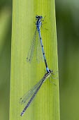 Azure Damselfly - Coenagrion puella Azure Damselfly,Coenagrion puella,dragonfly,wings,blue,metallic,shiny,ponds,rivers,streams,hunt,hunter,hunting,summer,spring,sun,sunny,warm,mating,reproduction,in cop,cop,paired,male and female,sexual