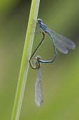 Azure Damselfly - Coenagrion puella Azure Damselfly,Coenagrion puella,dragonfly,wings,blue,metallic,shiny,ponds,rivers,streams,hunt,hunter,hunting,summer,spring,sun,sunny,warm,mating,reproduction,in cop,cop,copulation,paired,male and fe
