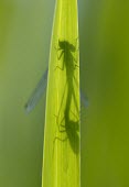 Azure Damselfly - Coenagrion puella Azure Damselfly,Coenagrion puella,dragonfly,wings,blue,metallic,shiny,ponds,rivers,streams,hunt,hunter,hunting,summer,spring,sun,sunny,warm,mating,reproduction,in cop,cop,paired,male and female,sexual