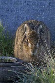 Brown Hare, Lepus europaeus, crouching by gravestone European hare,European brown hare,brown hare,Brown-Hare,Lepus europaeus,hare,hares,mammal,mammals,herbivorous,herbivore,lagomorpha,lagomorph,lagomorphs,leporidae,lepus,declining,threatened,precocial,r