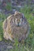 Brown Hare, Lepus europaeus, crouching low with late evening sun European hare,European brown hare,brown hare,Brown-Hare,Lepus europaeus,hare,hares,mammal,mammals,herbivorous,herbivore,lagomorpha,lagomorph,lagomorphs,leporidae,lepus,declining,threatened,precocial,r
