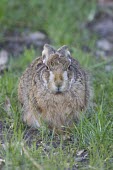 Brown Hare, Lepus europaeus, crouching low with late evening sun European hare,European brown hare,brown hare,Brown-Hare,Lepus europaeus,hare,hares,mammal,mammals,herbivorous,herbivore,lagomorpha,lagomorph,lagomorphs,leporidae,lepus,declining,threatened,precocial,r