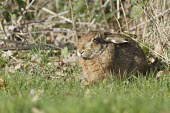 European Hare, Lepus europaeus, lying down in grass European hare,European brown hare,brown hare,Brown-Hare,Lepus europaeus,hare,hares,mammal,mammals,herbivorous,herbivore,lagomorpha,lagomorph,lagomorphs,leporidae,lepus,declining,threatened,precocial,r