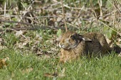 European Hare, Lepus europaeus, lying down in grass European hare,European brown hare,brown hare,Brown-Hare,Lepus europaeus,hare,hares,mammal,mammals,herbivorous,herbivore,lagomorpha,lagomorph,lagomorphs,leporidae,lepus,declining,threatened,precocial,r