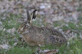 Brown Hare, Lepus europaeus, in lush green grass European hare,European brown hare,brown hare,Brown-Hare,Lepus europaeus,hare,hares,mammal,mammals,herbivorous,herbivore,lagomorpha,lagomorph,lagomorphs,leporidae,lepus,declining,threatened,precocial,r