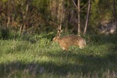 European Hare in woodland setting, stretching European hare,European brown hare,brown hare,Brown-Hare,Lepus europaeus,hare,hares,mammal,mammals,herbivorous,herbivore,lagomorpha,lagomorph,lagomorphs,leporidae,lepus,declining,threatened,precocial,r