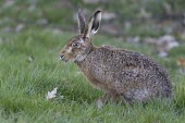 Brown Hare, Lepus europaeus, in lush green grass European hare,European brown hare,brown hare,Brown-Hare,Lepus europaeus,hare,hares,mammal,mammals,herbivorous,herbivore,lagomorpha,lagomorph,lagomorphs,leporidae,lepus,declining,threatened,precocial,r