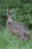 Brown Hare sitting in long grass looking towards observers European hare,European brown hare,brown hare,Brown-Hare,Lepus europaeus,hare,hares,mammal,mammals,herbivorous,herbivore,lagomorpha,lagomorph,lagomorphs,leporidae,lepus,declining,threatened,precocial,r