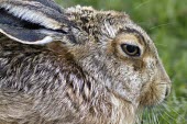 Close up of the head and eye of a Brown Hare resting European hare,European brown hare,brown hare,Brown-Hare,Lepus europaeus,hare,hares,mammal,mammals,herbivorous,herbivore,lagomorpha,lagomorph,lagomorphs,leporidae,lepus,declining,threatened,precocial,r