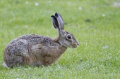 Brown Hare - Lepus europaeus - profile view European hare,European brown hare,brown hare,Brown-Hare,Lepus europaeus,hare,hares,mammal,mammals,herbivorous,herbivore,lagomorpha,lagomorph,lagomorphs,leporidae,lepus,declining,threatened,precocial,r